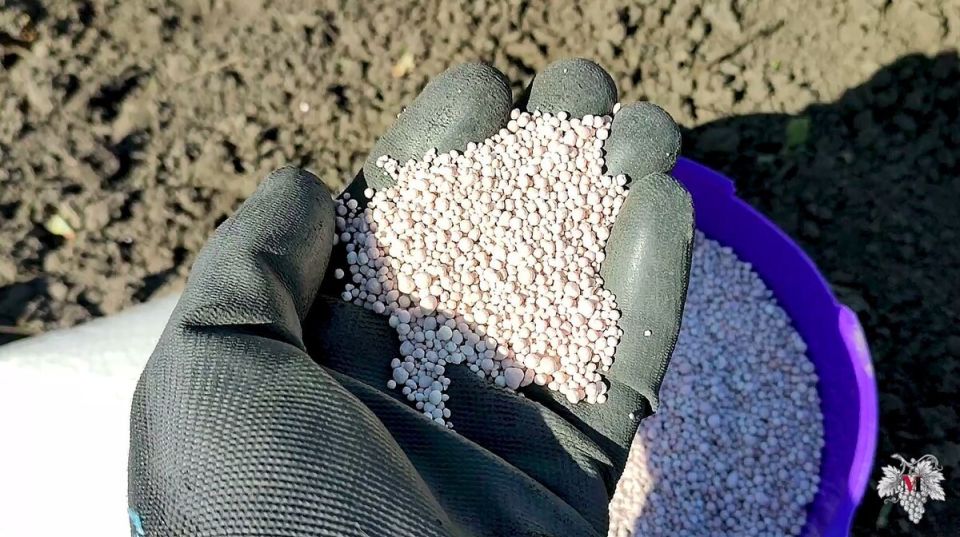 ��� ��������� ����������� ��� � ����������� � ����: ������ �� ������� ���������