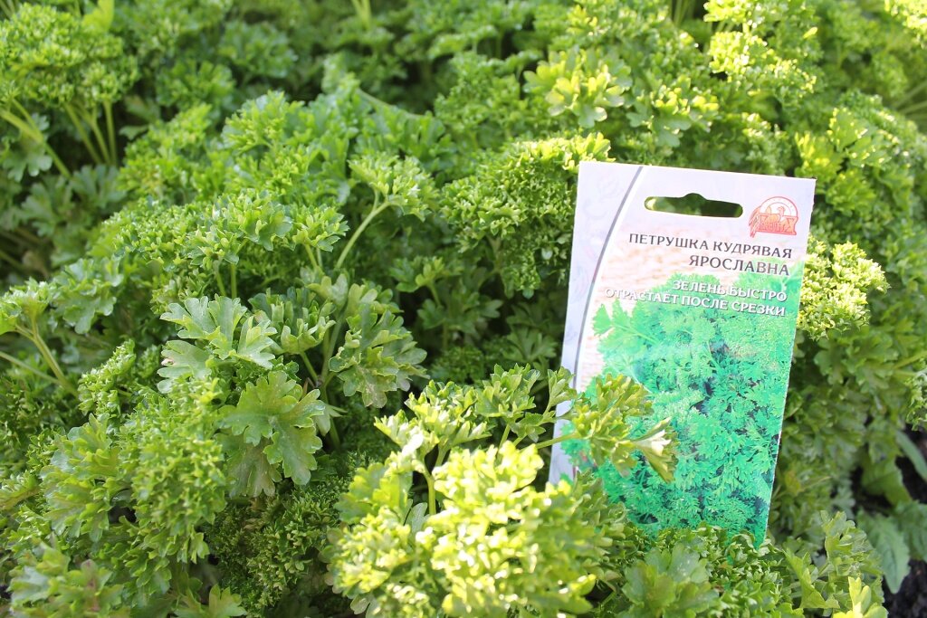 Петрушка кудрявая «Ярославна»: как сохранить ароматную зелень до зимы