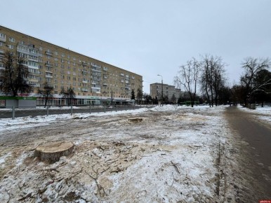 Фотофакт: У остановки «Маяк» в Пскове спилили взрослые тополя