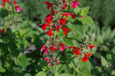 ����������� ������ ��� ����� ����