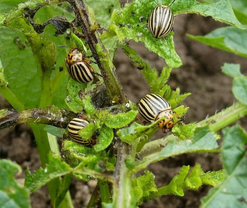 ����������� ������ ������ � ������������ ������ �� ��������