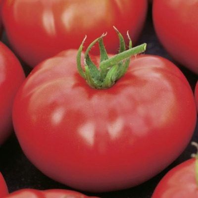 ����� ���� ����: ��������� ����� ��� ������ �������