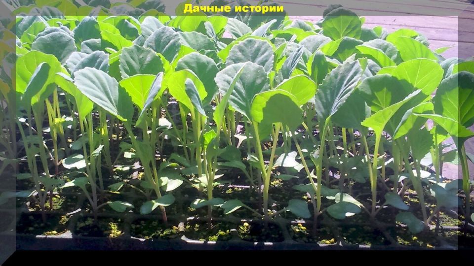 ��� �������� ������� �������: 5 �������� �������� ��� ��������� ������������ �����