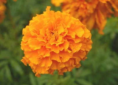 Почему стоит посадить бархатцы в ноябре: незаменимые помощники на даче