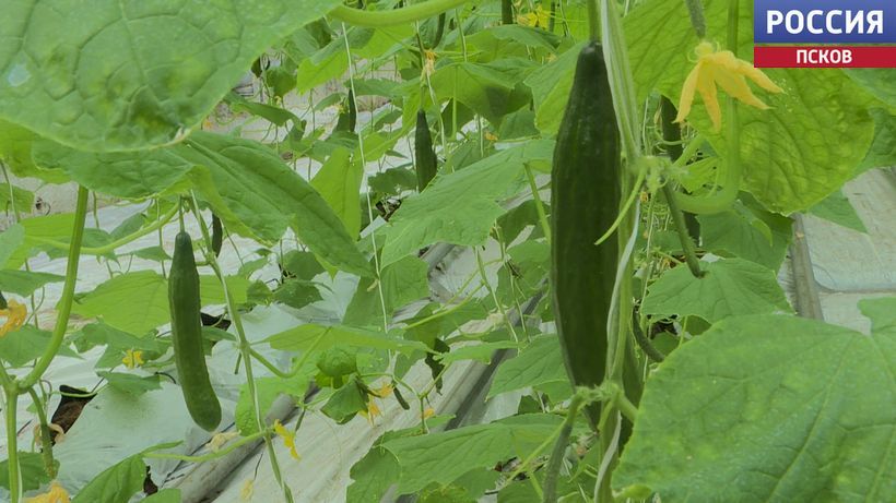 "����������� ������� - �� ������� ����� ��������������" - �������� ����