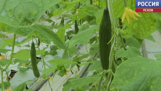 "Подорожание огурцов - не желание самих производителей" - Светлана Герт