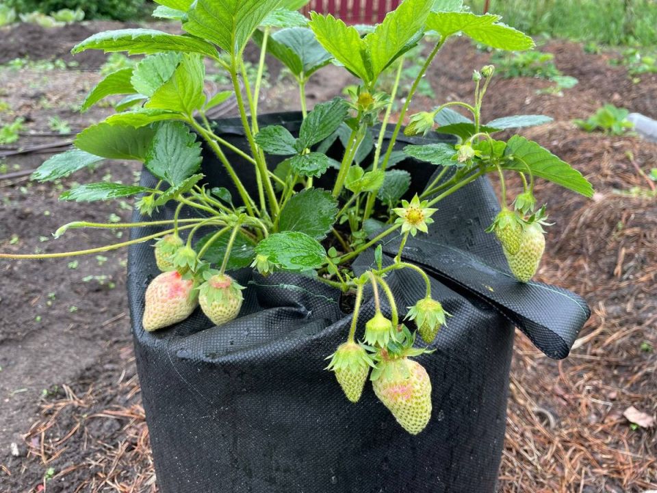 ��� ������� ������������ ������� ��������: ������ ���������