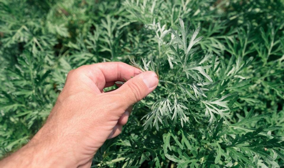 ������ � ����: ����������� ������������ � ������� �������������