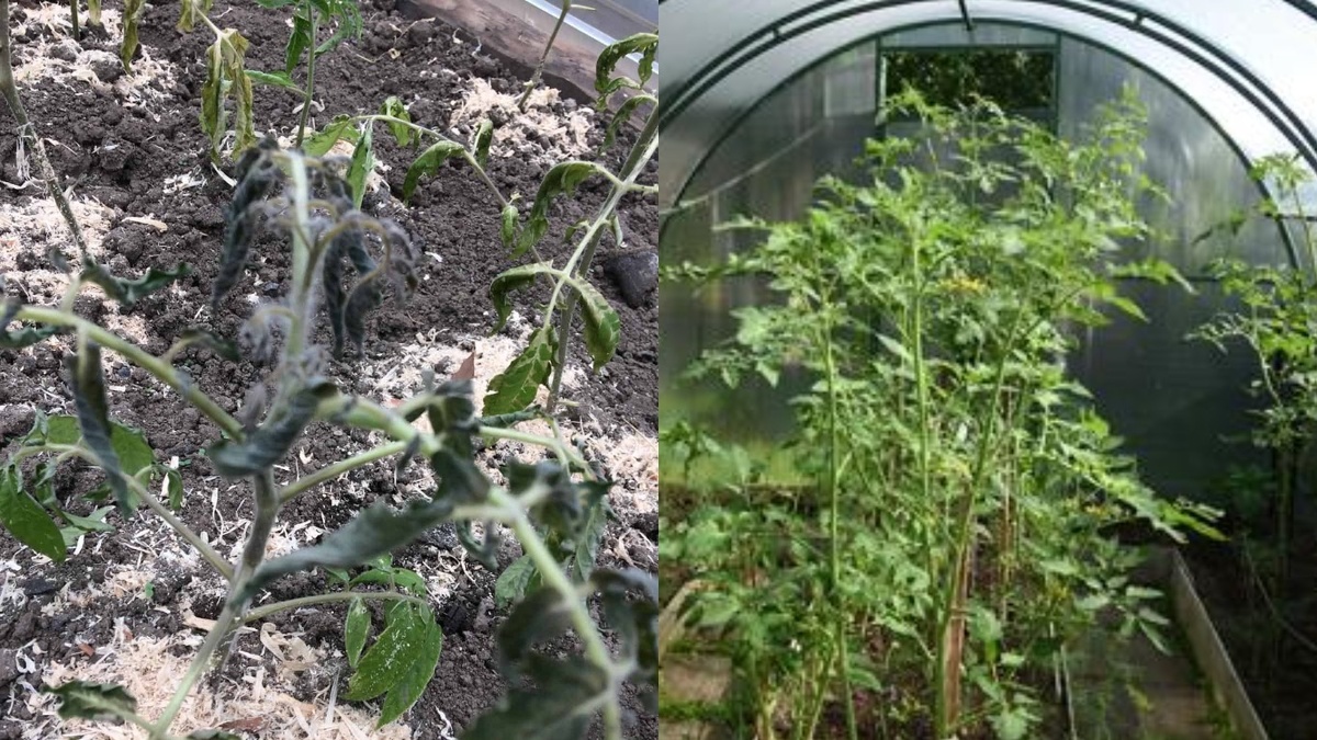 Как сохранить рассаду томатов в условиях падения температуры: практические советы от фермеров
