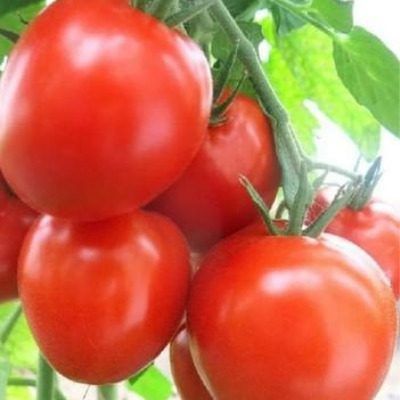 ����� ������� ����������: ��������� ����� ��� ������ �������