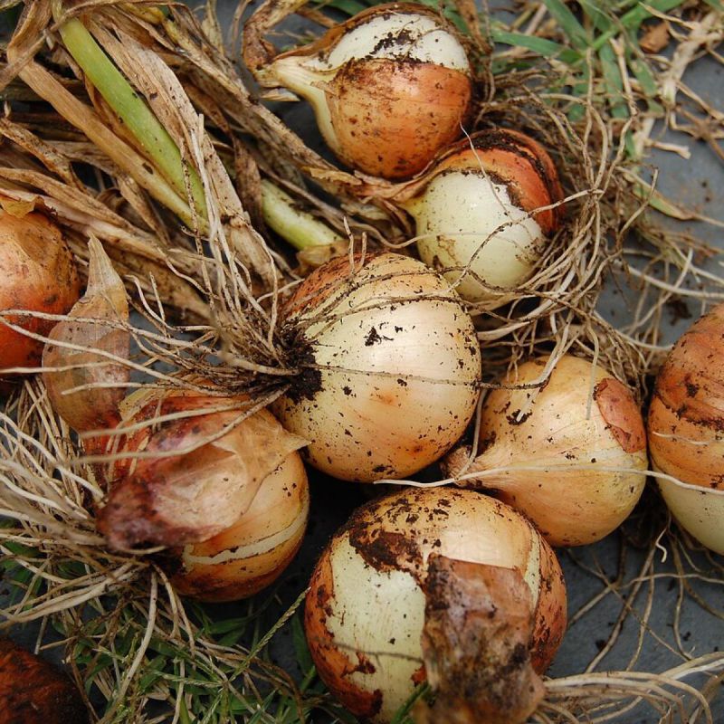 ��� ������� ��������� ������� ��� ����: ������� ��������� ��������������