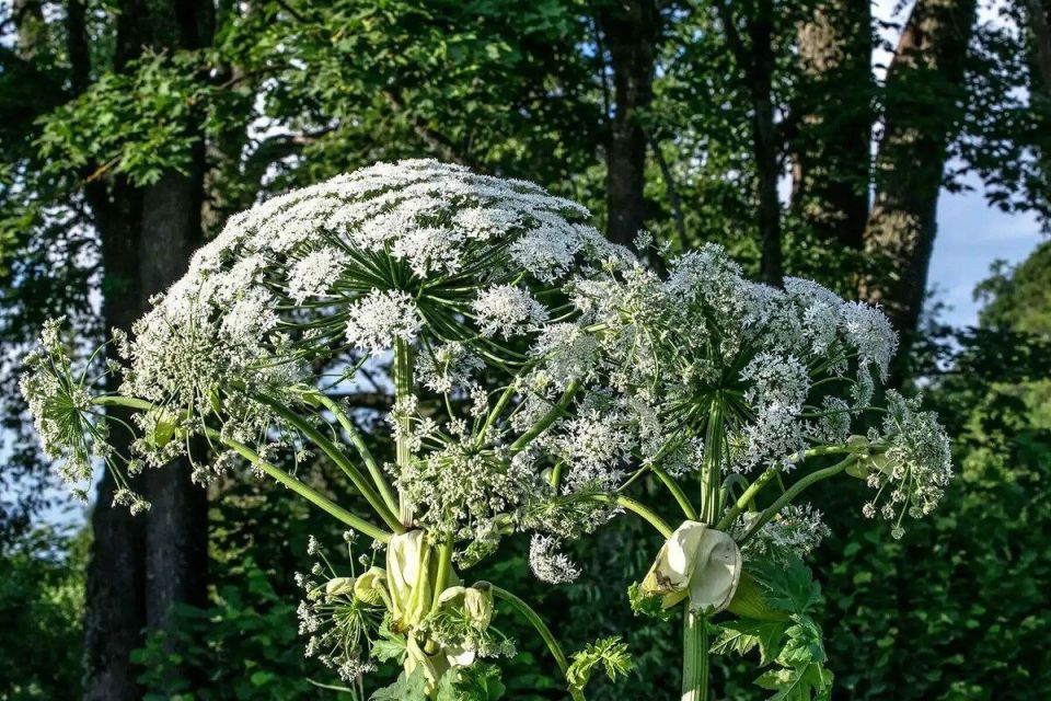 � 1 ����� ��������� ����� ������� ����� �� 700 ��� ������ �� �������� �� �������: