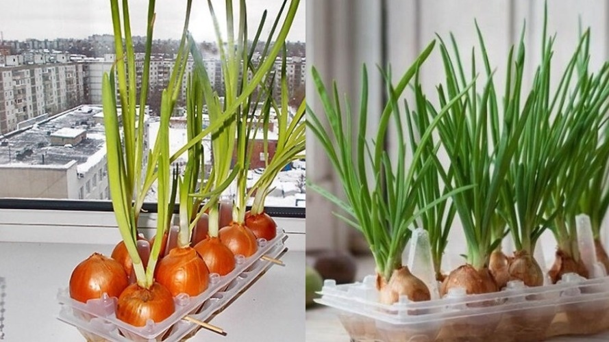Как вырастить идеальный лук на подоконнике