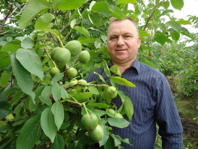Удивительные результаты селекции: Левинские грецкие орехи, способные найти свою нишу в средней полосе России