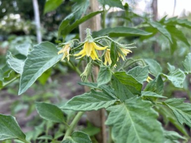 Необычный подход к теплицам: как кирпичи помогут вырастить безупречные томаты