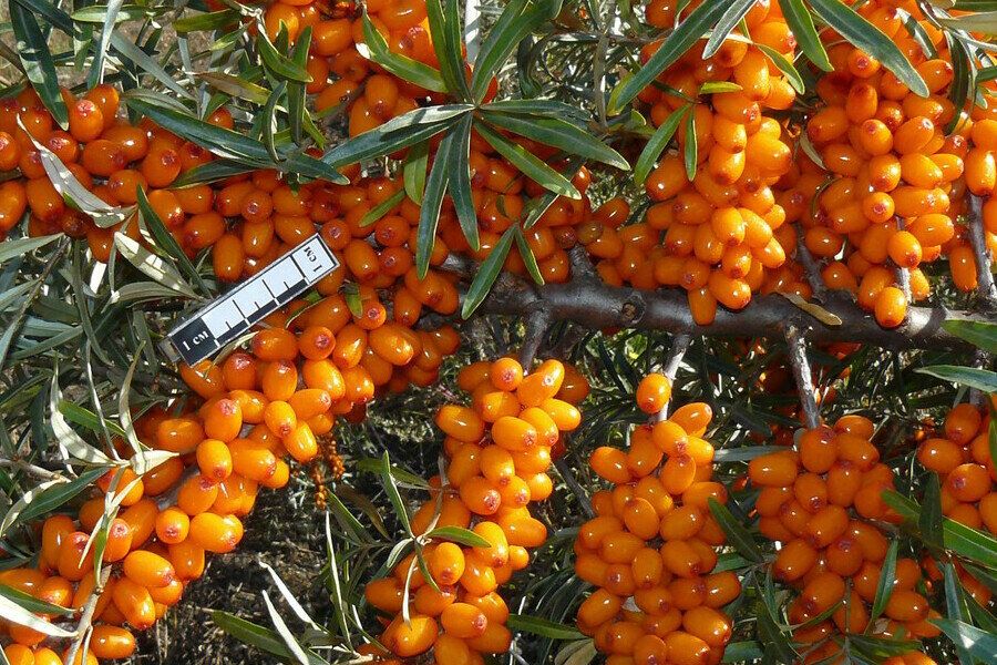 ����� ��������� ��������: ���������� �������� ���� ��� ����������� ��������� ������