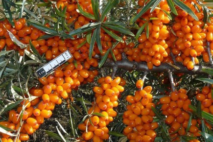 ����� ��������� ��������: ���������� �������� ���� ��� ����������� ��������� ������