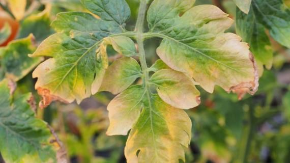 ��� ���������� �������� ����������� ������� � ��������: �������� � ������������