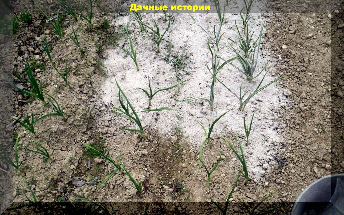 Полный цикл подкормки озимого чеснока для дачников