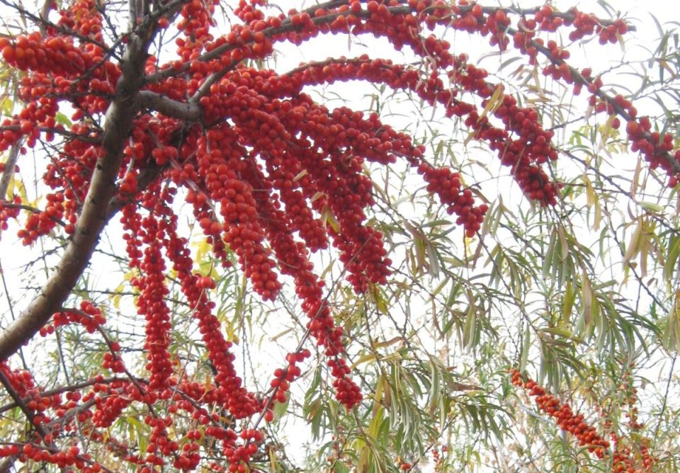 ������ �� ������������ ������ �������� �� ����������