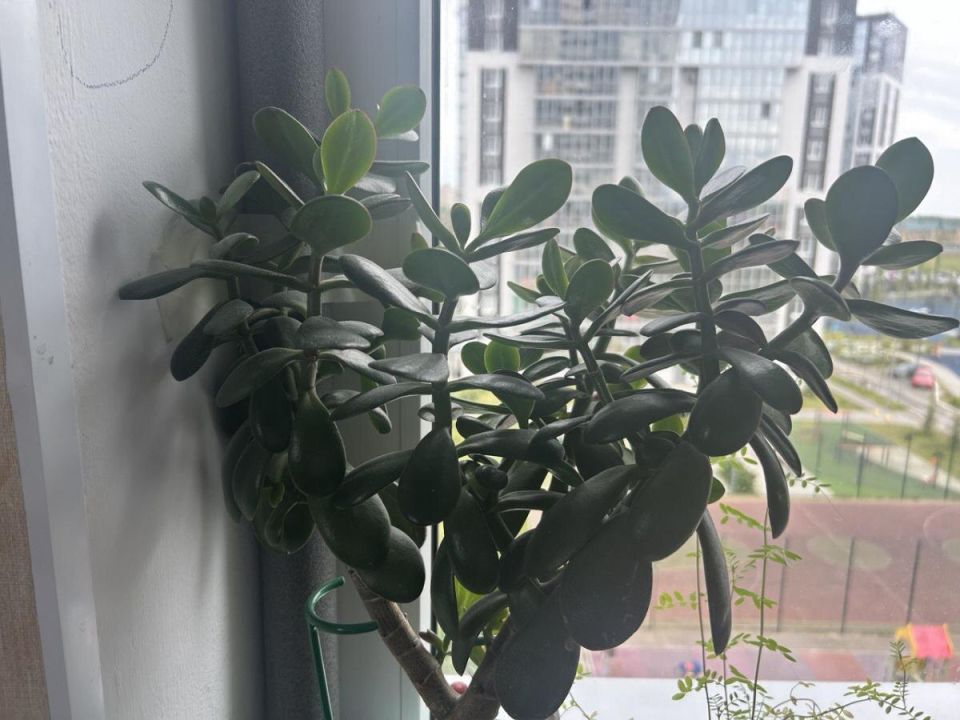 ��� ��������� �� �������� �������: ������ ��� ��������� �����