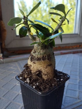 Как правильно заботиться об адениумах: советы и секреты