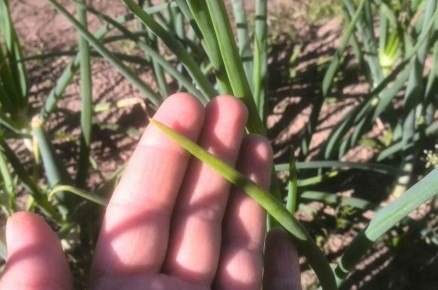 ������ ������� ��� � ������ �� �������: �������� �������