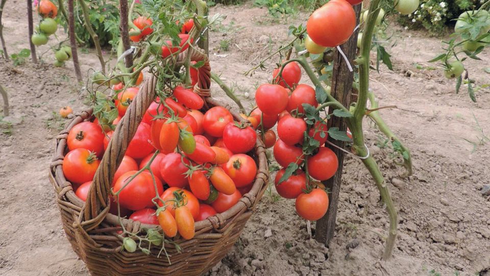 ��� ��������� ������������ ������: ���������� ����� � ������� ������