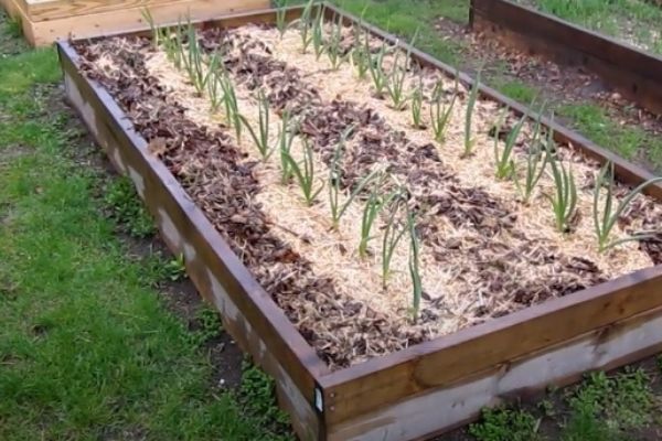 ��� ��������� ������� ������: ������ �� ������� � �����