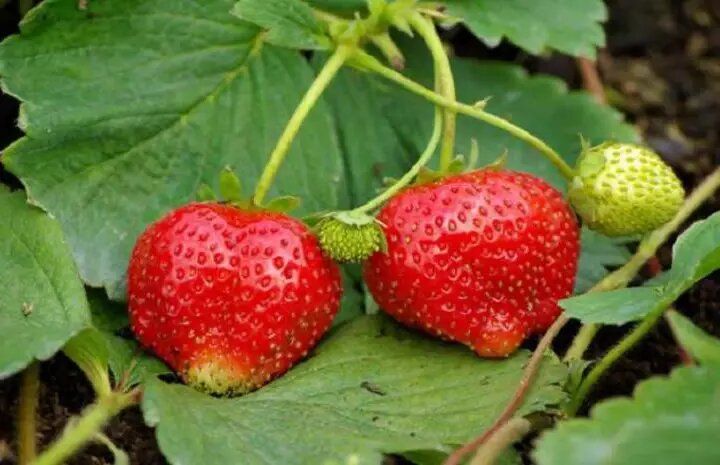 ��� ��������� �������� ���������: ������������ ������ ��� ���������