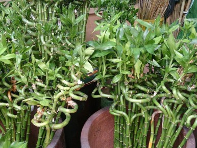 ������������ ��������, ������� ����� ����� ������ � ����