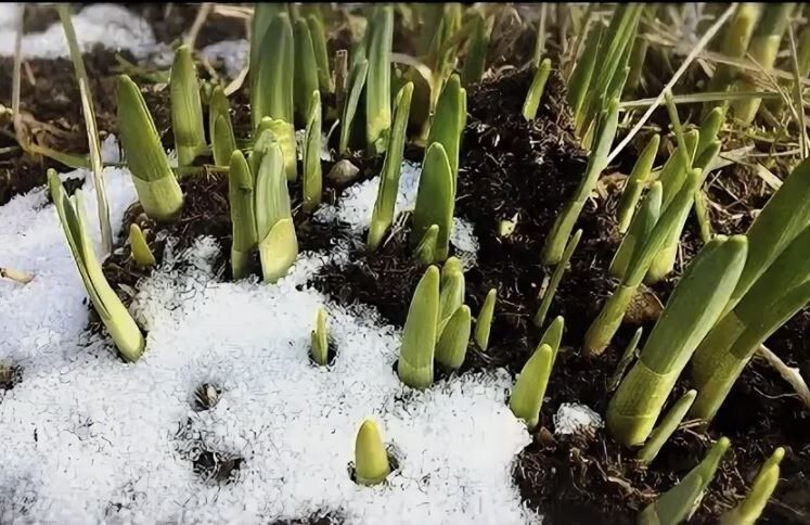 ������ ������ ��������: ��� ��� �������� � �����