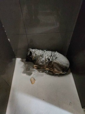 «Додо Пицца» станет petfriendly после скандала с собакой