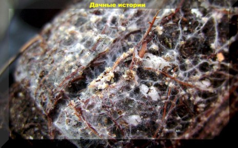 ��������: ������� ��������� ����������� � ������ �� ������� ��������