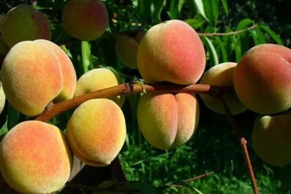 Выращивание персика Сибиряк: секреты успеха для вашего сада