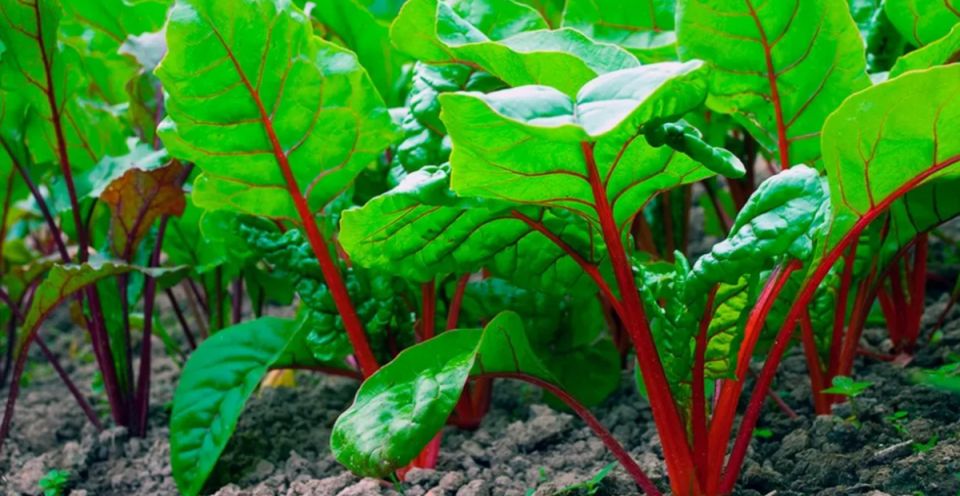 ������� �������� ��������� ������ � ����: ����, ������� � �������