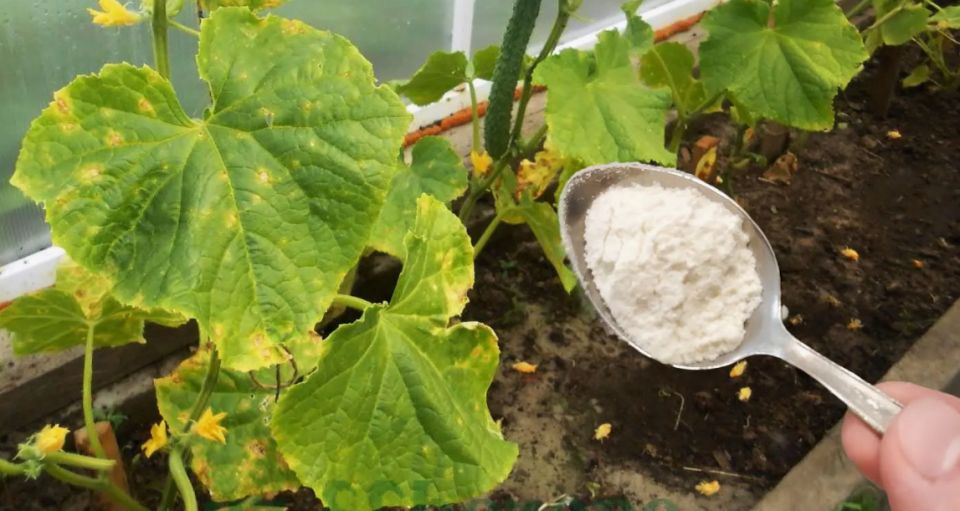 ������ ������� ������ ������� � ��� ������� �� � �����