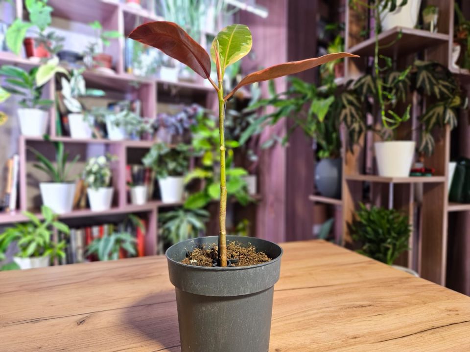 ��������� �������������� ������: ��� �����, ����������� ���������� �� 11 ����