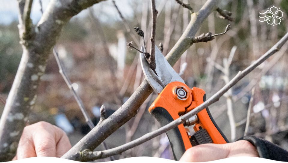 ��� ������� ����� ������� ����: ������ � ��������� �����������