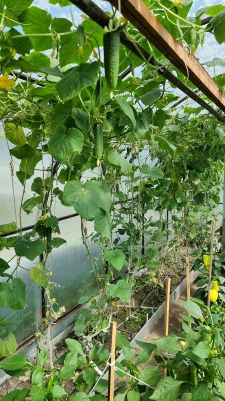 ������� ������, ������� ���������� �������� ������� � ��������