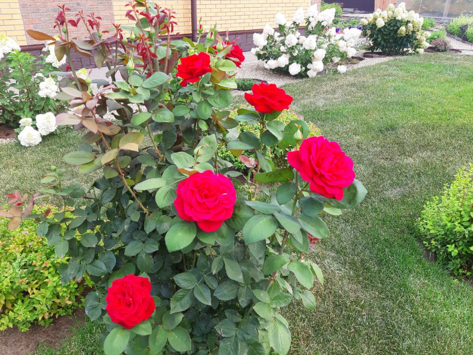 ����������� ���������: ������� ���� ������ ��������