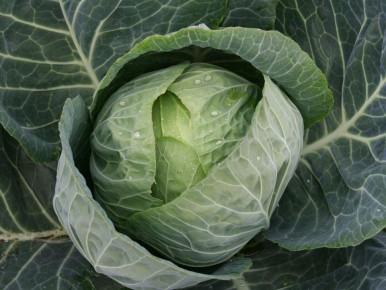 ������� ��������� �������: ��� ��������� ������ �����