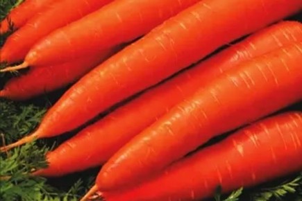 Морковь Манго: секреты успешного выращивания и выдающегося вкуса