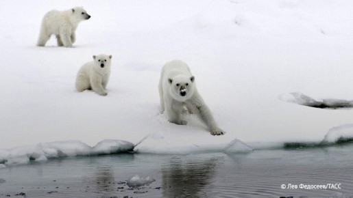 В российской Арктике обитает четверть мировой популяции белых медведей