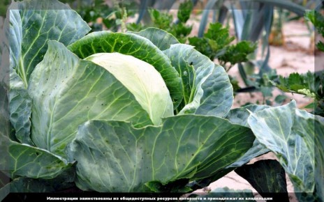 ��� ��������� �� �������� � ����: ������ ��� ��������