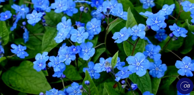 Как создать уникальный сад с помощью редких многолетников