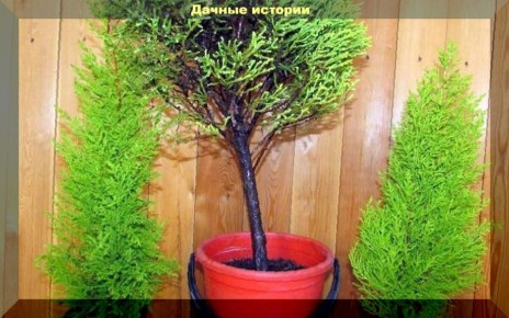 ��� ������� ������� ����� �� �����������: ������ ���� � ������ �� �����