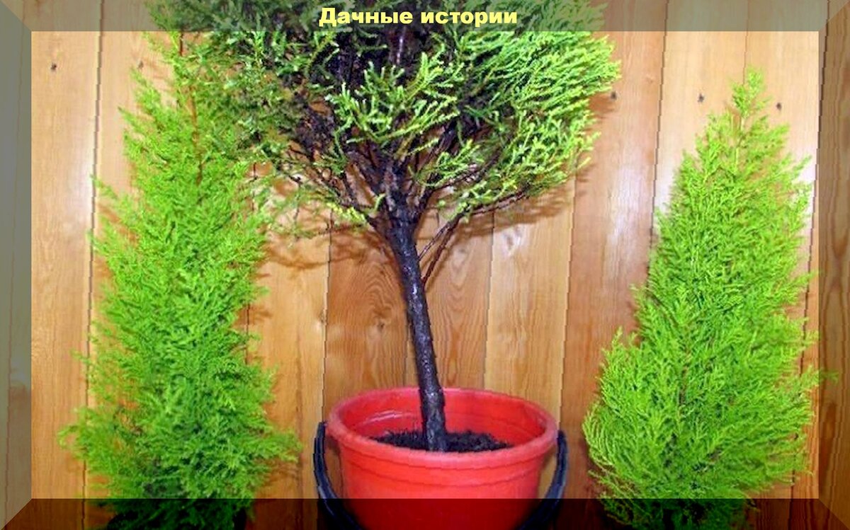 Как создать хвойный оазис на подоконнике: лучшие виды и советы по уходу