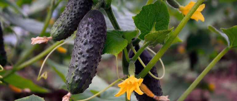 Причины слабого роста огурцов: что нужно знать огородникам