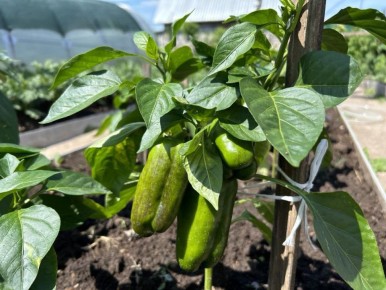 ������ ����� �������� ����� ��� ��������� � ����������